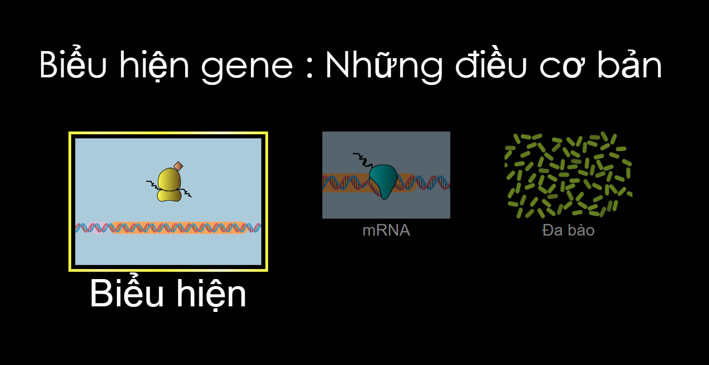 Biểu hiện gene : Những điều cơ bản