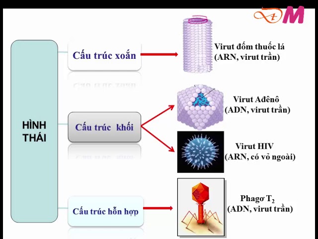 Cấu trúc virut