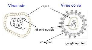 Cấu trúc virus trần và virus có vỏ