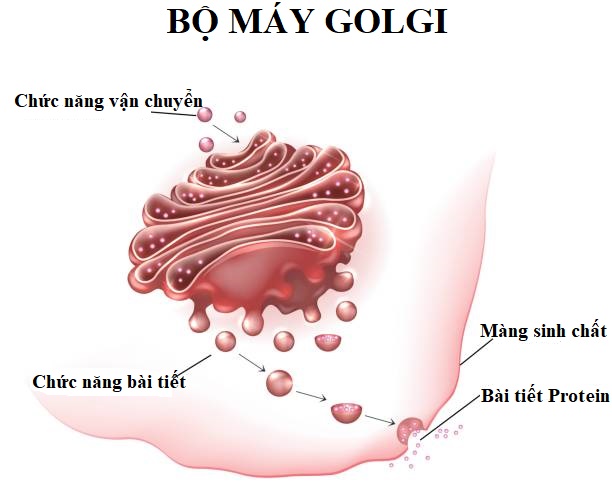 Bộ máy Golgi