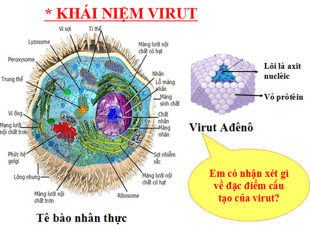 Cấu tạo tế bào nhân thực và virut Ađênô