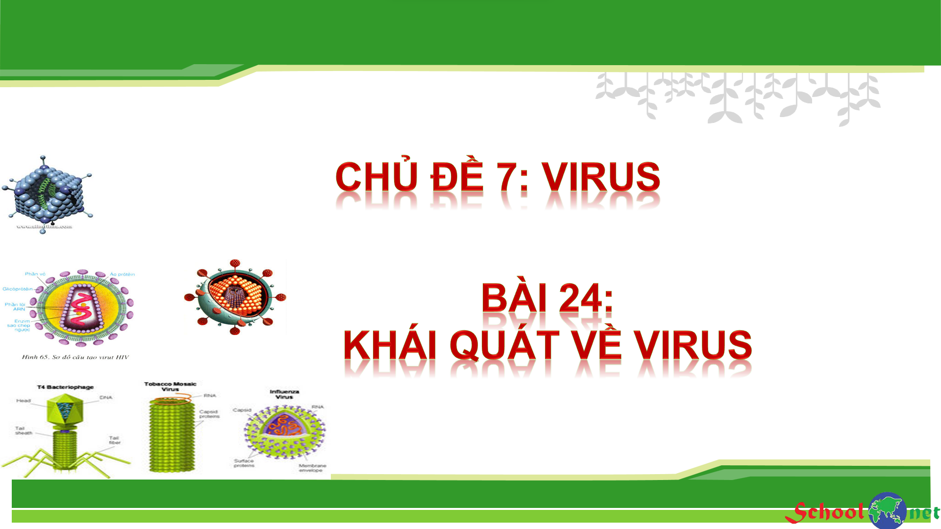 Bài 24: Khái quát về virus - Bộ sách Kết nối tri thức với cuộc sống