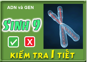 ADN và GEN